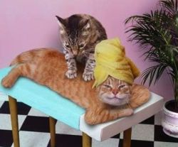 Stresszoldás illóolajokkal